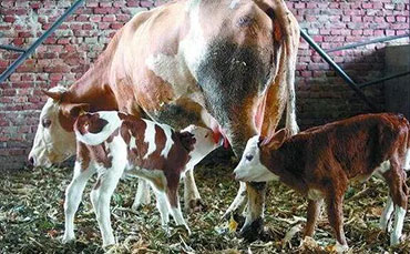 阜阳颍淮食品选择香蕉视频下载链接香蕉视频色版，破解猪血保鲜难题